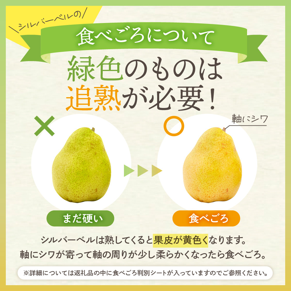 【2026年産】 西洋梨 シルバーベル 2kg 秀品 化粧箱入り 山形県 東根市 東根農産センター提供 hi027-199-r8