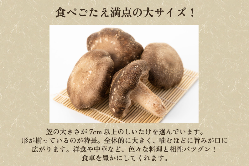 【2025年先行予約】生しいたけ 大サイズ 約500g（9～13個）《10月中旬から順次出荷》 品評会で金賞受賞！ きのこ しいたけ 椎茸 食べ応えあるビッグサイズ 肉厚で旨味たっぷり！ 加茂市 青木農園