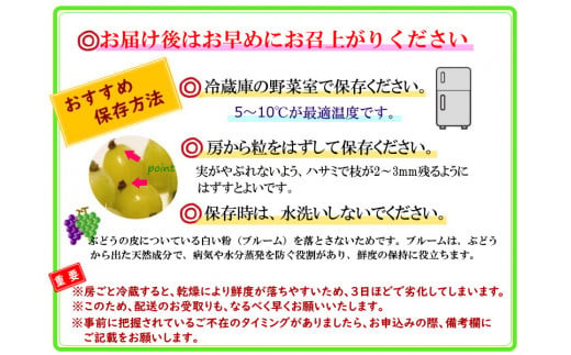 【訳あり】かねひろの黒酢ブラックシャインマスカット 富士の輝き 約700g × 2房 （合計：約1.4kg） 【2026年9月上旬～9月下旬発送予定】 シャインマスカット ぶどう ブドウ ブラック 葡萄 シャインマスカット フルーツ 果物 くだもの 訳あり わけあり 佐賀県 太良町 003-0008