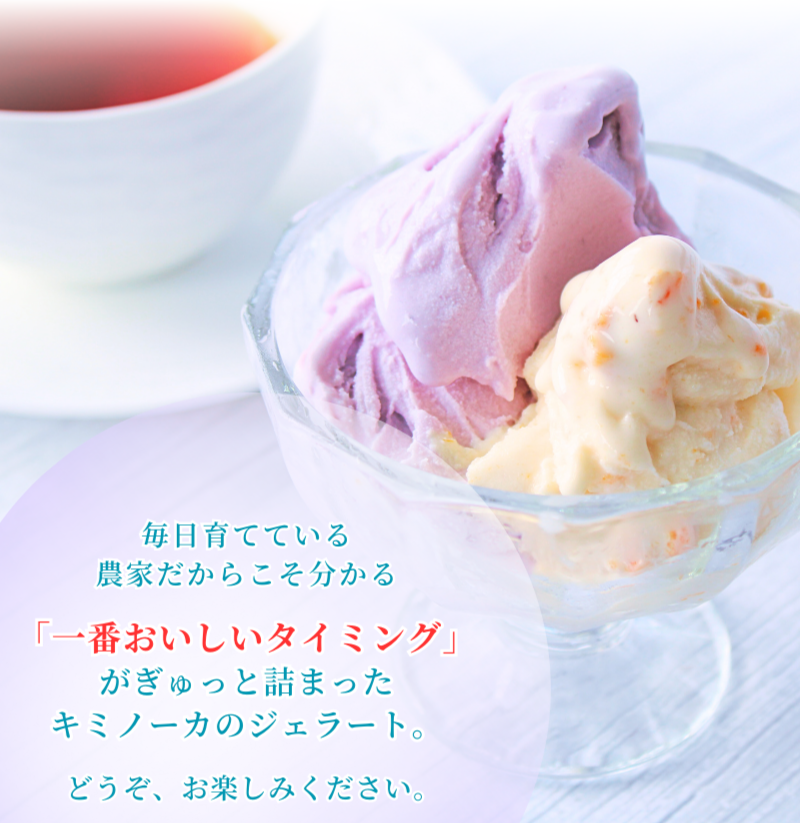 【キミノーカ選りすぐり】ジェラート12個セット  【4月発送】 / ジェラート アイス アイスクリーム キミノーカ スイーツ 大人気 牛乳 ギフト 夏 デザート 子供 バラエティセット おやつ ご褒美 定番 季節の 野菜 と 果物 使用 送料無料 和歌山【kmk002-4】