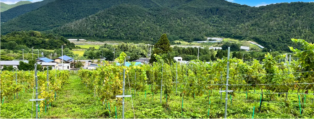  NEW NANYO弾ける泡セット 750ml × 2本 『(株)グレープリパブリック』 シードル 微発砲ワイン 山形県 南陽市 [2337]