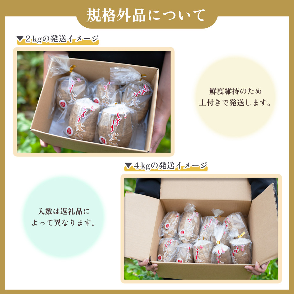 《先行予約》秋田県鹿角市八幡平産 松館しぼり大根 4kg（ 13～18個 ）【TR farm】 ●2025年11月上旬発送開始 薬味大根 GI 地理的表示登録 薬味 大根 ダイコン 野菜 地大根 伝統野菜 日本一 辛い 大根おろし ギフト お中元 お歳暮 ふるさと 返礼品 鹿角市 秋田 送料無料 