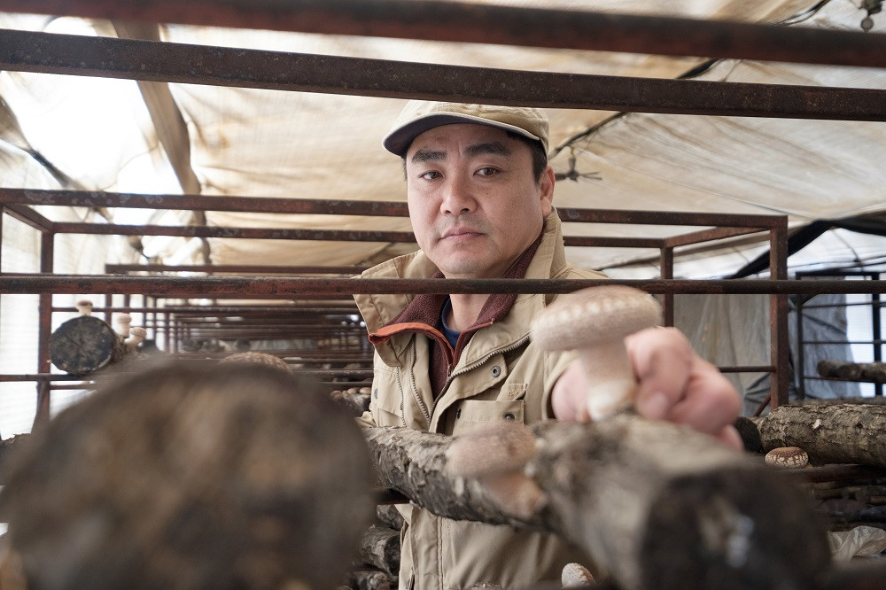 Y-1302 カルシの森の特選 原木椎茸(生・乾)詰め合わせセット