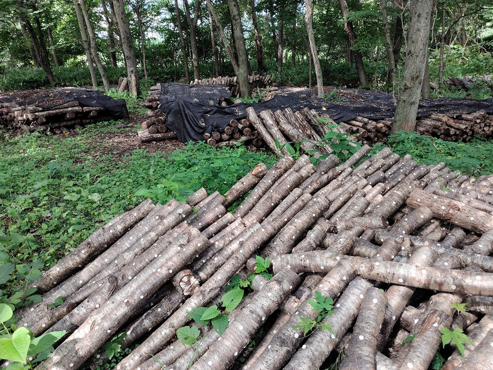 Y-1302 カルシの森の特選 原木椎茸(生・乾)詰め合わせセット