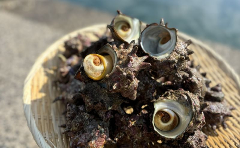 【まぜっこ 160g 2袋セット】 【ご飯のお供に、酒の肴に】 隠岐 知夫里島 さざえ サザエ 酒の肴 ご飯 珍味 手軽 簡単 アクセント 混ぜご飯 まぜご飯 たっぷり