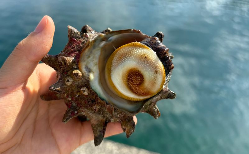 【知夫里島獲れ天然活さざえ6kgセット】隠岐諸島の新鮮なさざえをお届けします! 冷蔵便 サザエ 栄螺 貝 海鮮 BBQ さざえご飯 つぼ焼き 刺身 バーベキュー ギフト