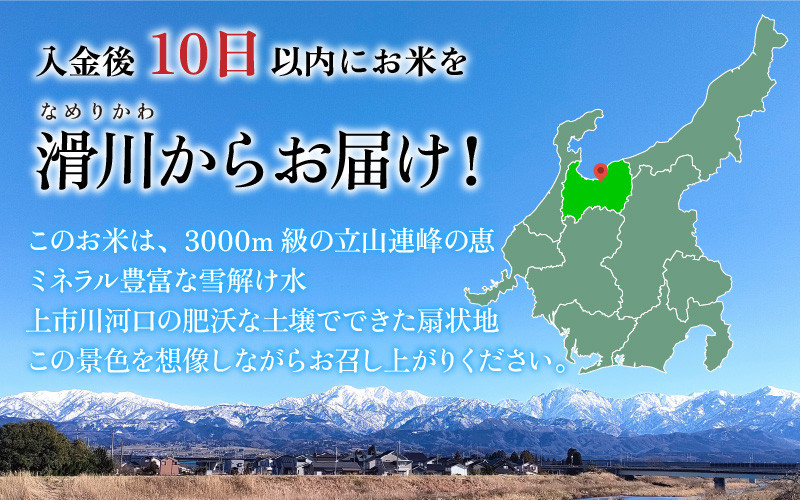 【訳あり】ほたるいか米（玄米20kg）【通年発送】 【訳あり 米 コシヒカリ こしひかり ほたるいか ホタルイカ お米 ブランド米 富山 滑川】