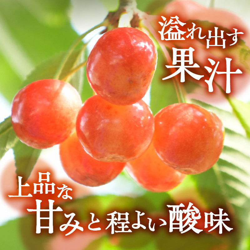 【宿沢フルーツ農園】さくらんぼ狩り『VIPコース』ペアチケットお土産付き約300g(1箱付き)(SF)D-145