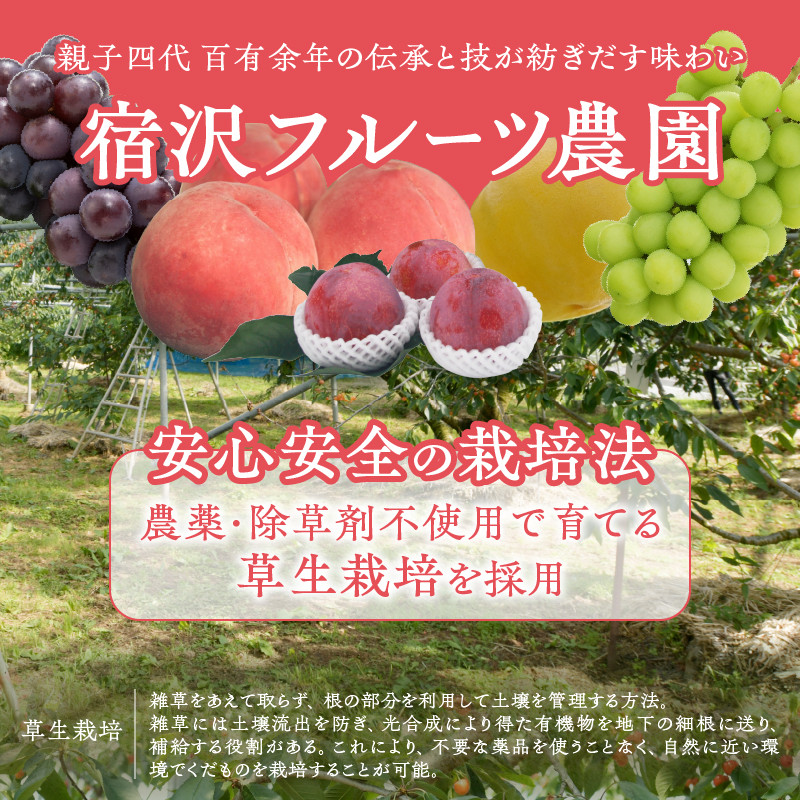 【宿沢フルーツ農園】のさくらんぼ 佐藤錦 約500g 化粧箱 バラ詰め【2026年発送】(SF)B12-144
