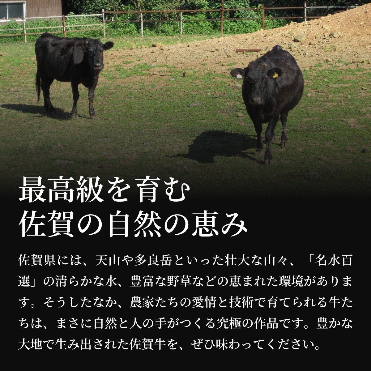厳選!佐賀牛 赤身 定期便 全4回 モモ カタ スライス 焼き肉 ステーキ 煮込み料理 N130-2