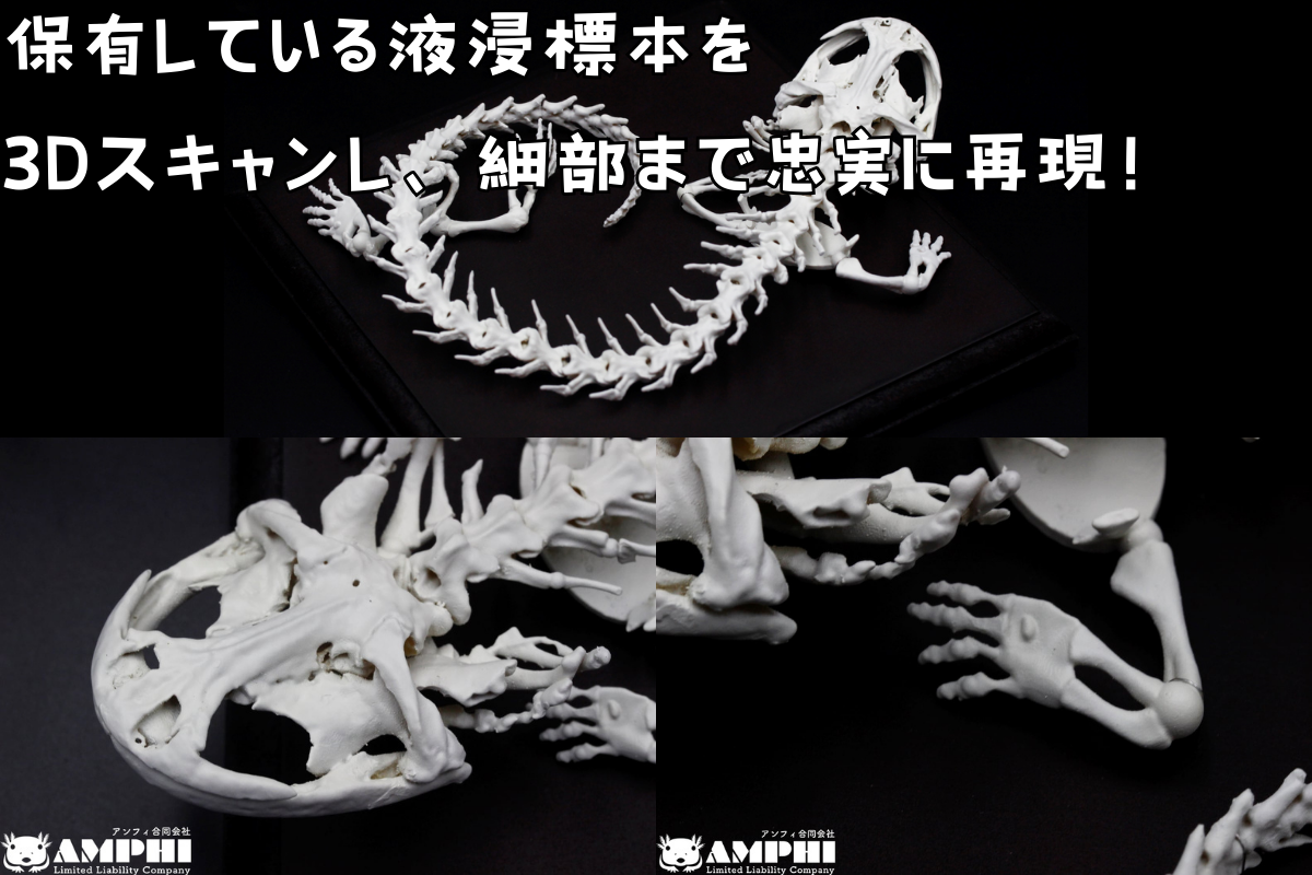 【ヘルベンダー】 原寸大 全身骨格レプリカ / レプリカ 標本 コレクション プラモデル 実物大 動物標本 骨格レプリカ オオサンショウウオ フィギュア インテリア 模型 動物 両生類 爬虫類 博物館 骨格 頭蓋骨 ミニチュア オブジェ 3Dプリント 【anf005A】