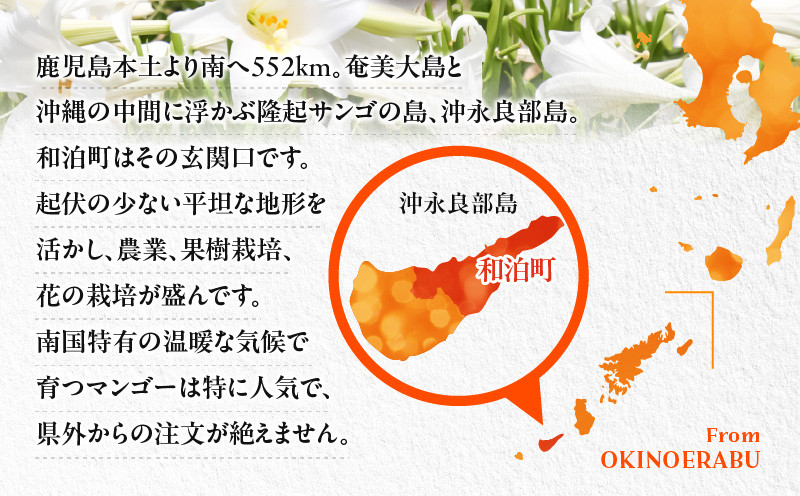 【2026年先行予約】伊村農園こだわり栽培!完熟アップルマンゴー2kg(4~5玉) W026-002u