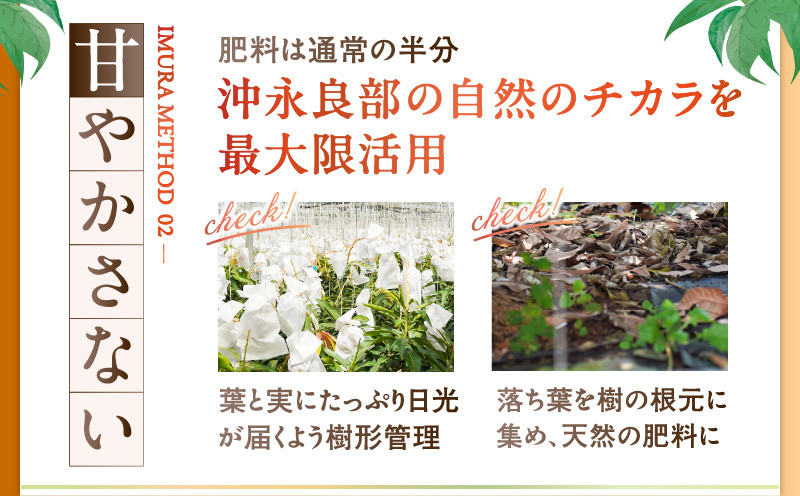 【2026年先行予約】伊村農園こだわり栽培!完熟アップルマンゴー2kg(4~5玉) W026-002u