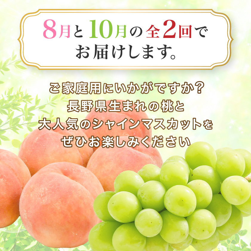 <発送月固定定期便>訳あり桃2.1kg(8月)・訳ありシャインマスカット1.3kg(10月)全2回【4052143】