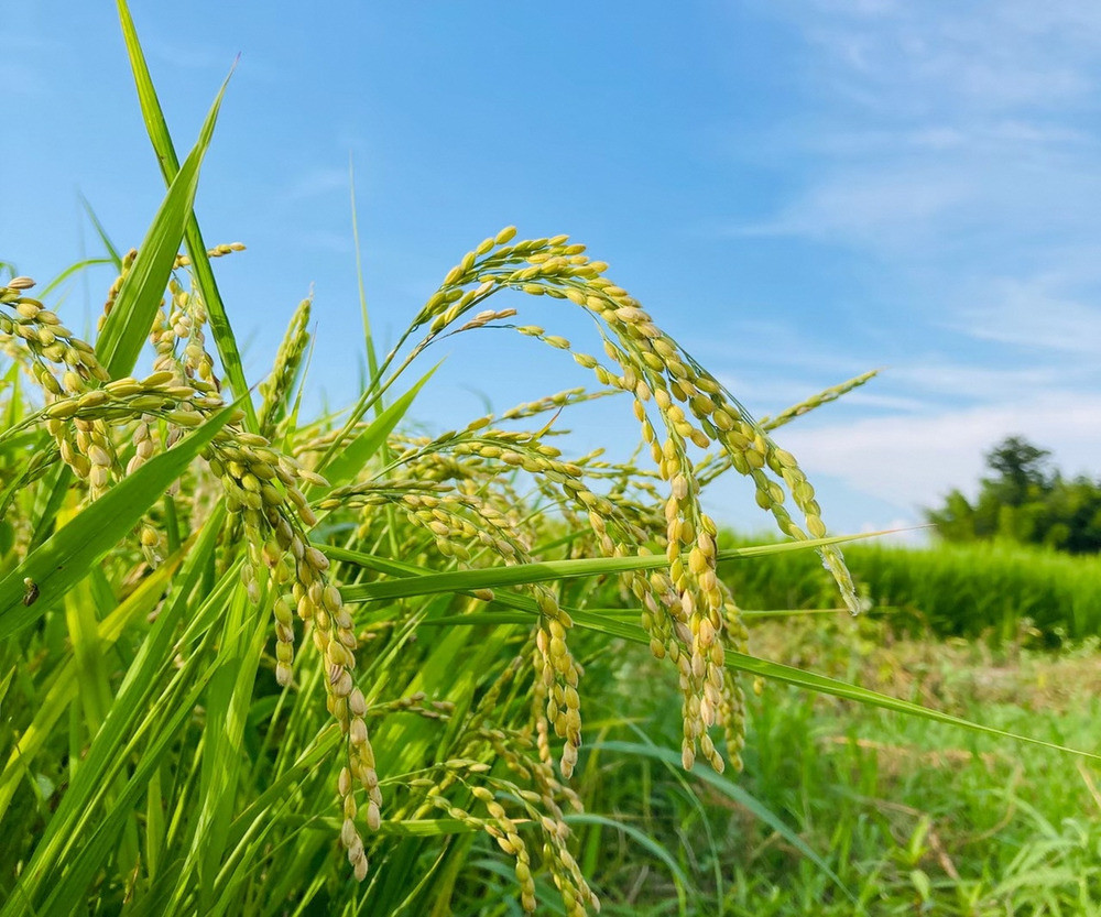 令和7年産 新米 【 定期便 12ヶ月 】 米 5kg × 12回 五泉産 コシヒカリ | 白米 精米 こしひかり お米 おこめ コメ こめ おすすめ 人気 新潟県 五泉市 株式会社蛇場農産