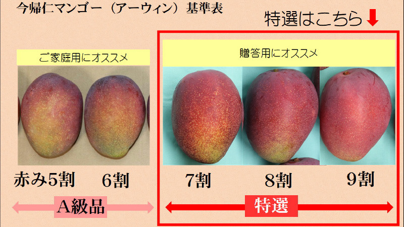 <2026年6月下旬から順次発送>今帰仁産の特選アップルマンゴー2kg(4~5玉)【4014733】