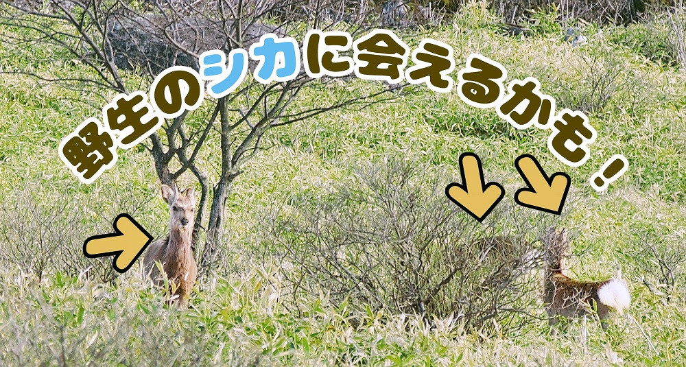 【霧ヶ峰(車山)草原トレッキング】～自然を感じて、五感を使う　のんびり山歩き～ツアー参加券３名様分／八ヶ岳登山企画 トレッキング ガイド付き 体験 アウトドア 子供 小学生 チケット 観光 長野 諏訪【88-08】