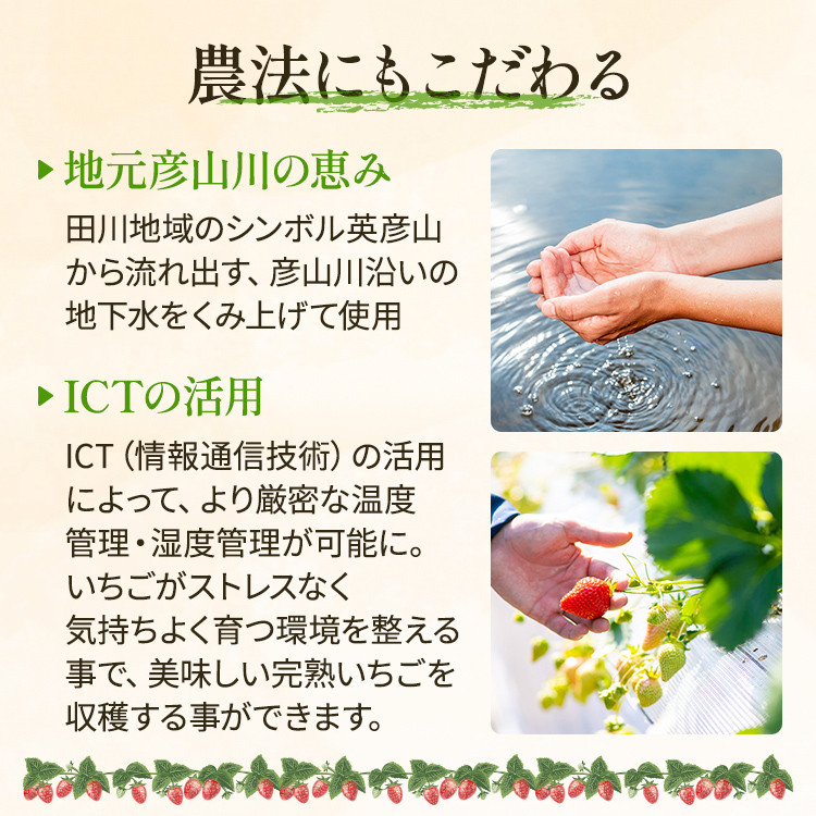 アフター保証 あまおう 約1,100g（約275g×4パック）【先行受付／2026年2月以降順次発送予定】いちご 大粒 不揃い 苺 イチゴ 福岡高級 フルーツ 土産 福岡県 あかい まるい おおきい うまい ichigo strawberry ストロベリー 果物 旬 冷蔵 福岡県産 アマオウ amaou デザート おやつ お取り寄せ くだもの 青果物 数量限定 期間限定