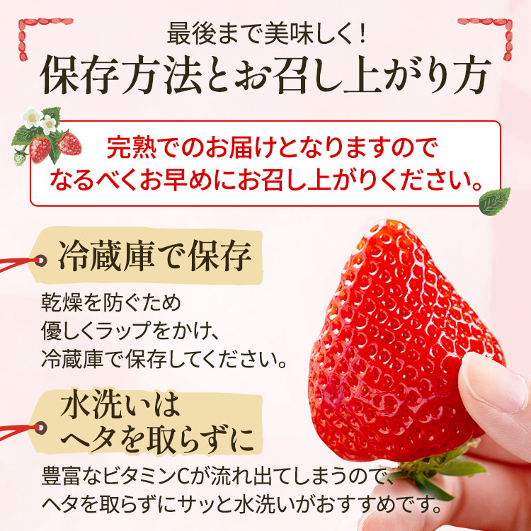 アフター保証 あまおう 8～9粒入り×2パック【先行受付／2026年1月以降順次発送予定】いちご 大粒 不揃い DX デラックス エクセレント 苺 イチゴ 福岡高級 フルーツ 土産 福岡県 あかい まるい おおきい うまい ichigo strawberry ストロベリー 果物 旬 冷蔵 福岡県産 アマオウ amaou デザート おやつ お取り寄せ くだもの 青果物 数量限定 期間限定