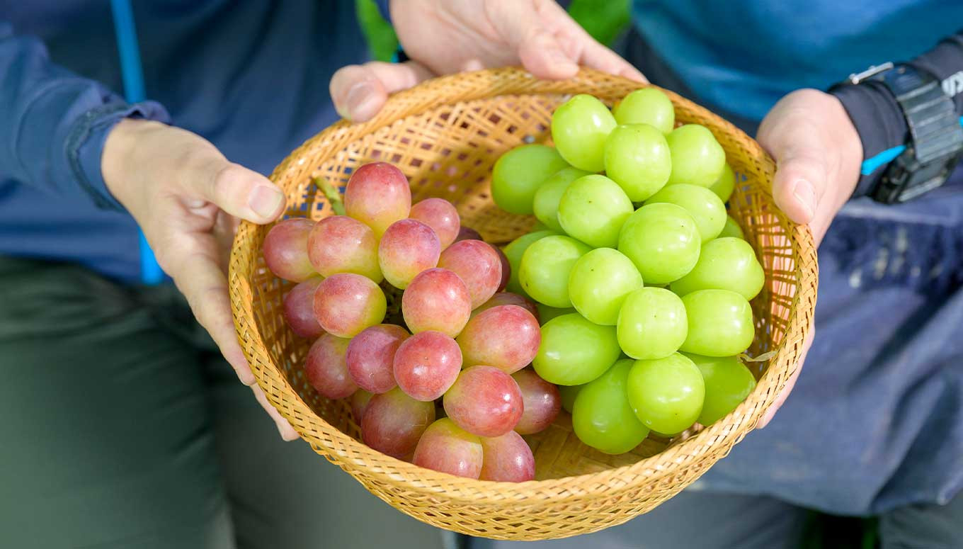 ぶどう 3種詰合せ 旬のぶどうの宝石箱 約1.5kg 3房 ［おぶせファーマーズ］ 果物 フルーツ くだもの ぶどう 葡萄 ブドウ クール便 冷蔵便 令和7年産 【2025年9月中旬～10月下旬発送】 ［F-546］