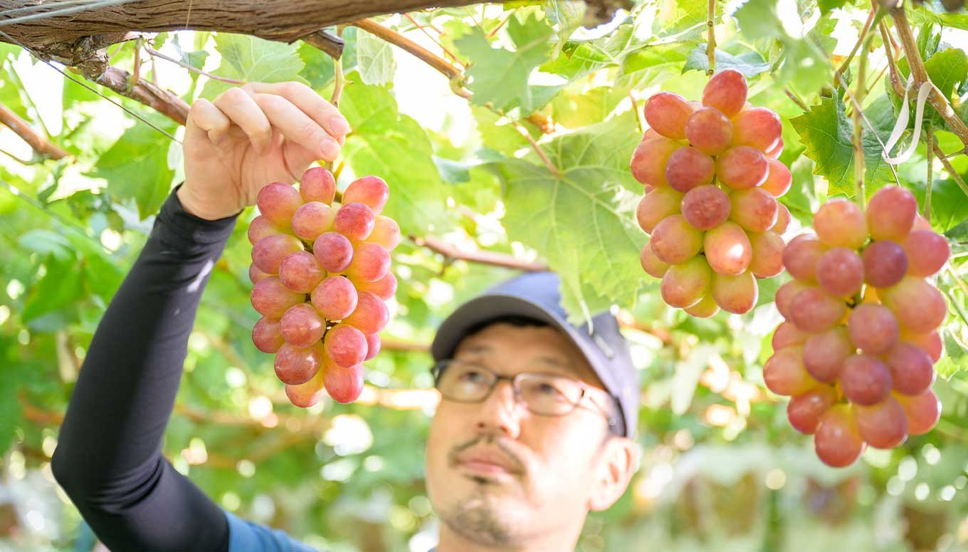 ぶどう 3種詰合せ 旬のぶどうの宝石箱 約1.5kg 3房 ［おぶせファーマーズ］ 果物 フルーツ くだもの ぶどう 葡萄 ブドウ クール便 冷蔵便 令和7年産 【2025年9月中旬～10月下旬発送】 ［F-546］