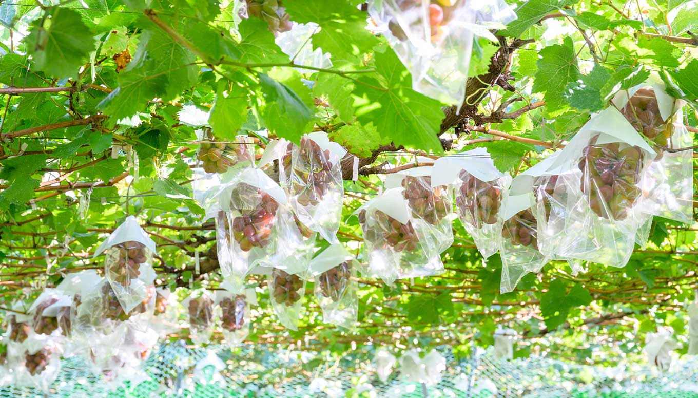 ぶどう 3種詰合せ 旬のぶどうの宝石箱 約1.5kg 3房 ［おぶせファーマーズ］ 果物 フルーツ くだもの ぶどう 葡萄 ブドウ クール便 冷蔵便 令和7年産 【2025年9月中旬～10月下旬発送】 ［F-546］