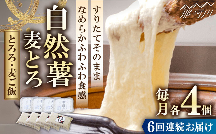 【全6回定期便】那珂川市産 自然薯 自然薯 麦とろ セット（4人前）＜自然薯王国＞那珂川市 自然薯とろろ とろろ 自然薯 [GAH010]