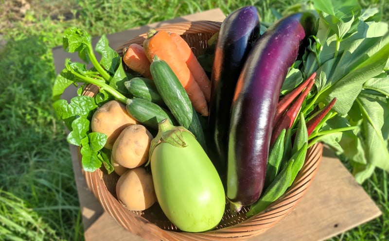 野菜セット (10品目) 旬 季節 南知多産 詰め合わせ 農薬・化学肥料不使用 農家おまかせ 季節の野菜 旬の野菜 料理 とりのさと農園 愛知県 南知多町