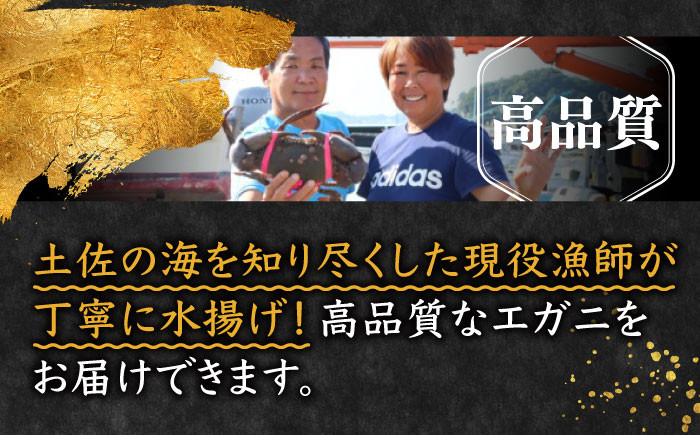 【幻の蟹】 浦戸湾産 エガ二 1キロ前後 / カニ かに 蟹 えがに 高知県 高知市 高知 浦戸 海鮮 海産物 甲殻類 1㎏ 1キロ 希少 贅沢 おつまみ 晩酌 鍋 【土佐の廣丸】 [ATAL001]