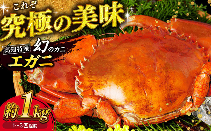 【幻の蟹】 浦戸湾産 エガ二 1キロ前後 / カニ かに 蟹 えがに 高知県 高知市 高知 浦戸 海鮮 海産物 甲殻類 1㎏ 1キロ 希少 贅沢 おつまみ 晩酌 鍋 【土佐の廣丸】 [ATAL001]