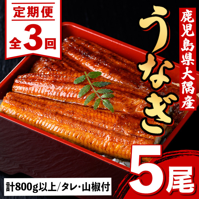 E57005 <定期便・計3回(連続)>うなぎ蒲焼・大(有頭)(5尾・計800g以上×3回、タレ、山椒付)鹿児島 国産 鰻 うなぎ ウナギ 蒲焼き うな丼 うな重 ひつまぶし 土用の丑の日 真空パック お土産 贈答 ギフト プレゼント【一般社団法人きもつき宇宙協議会】