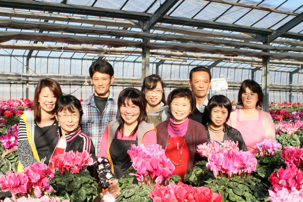 加須産シクラメン 8号鉢 受け皿セット【おまかせ】