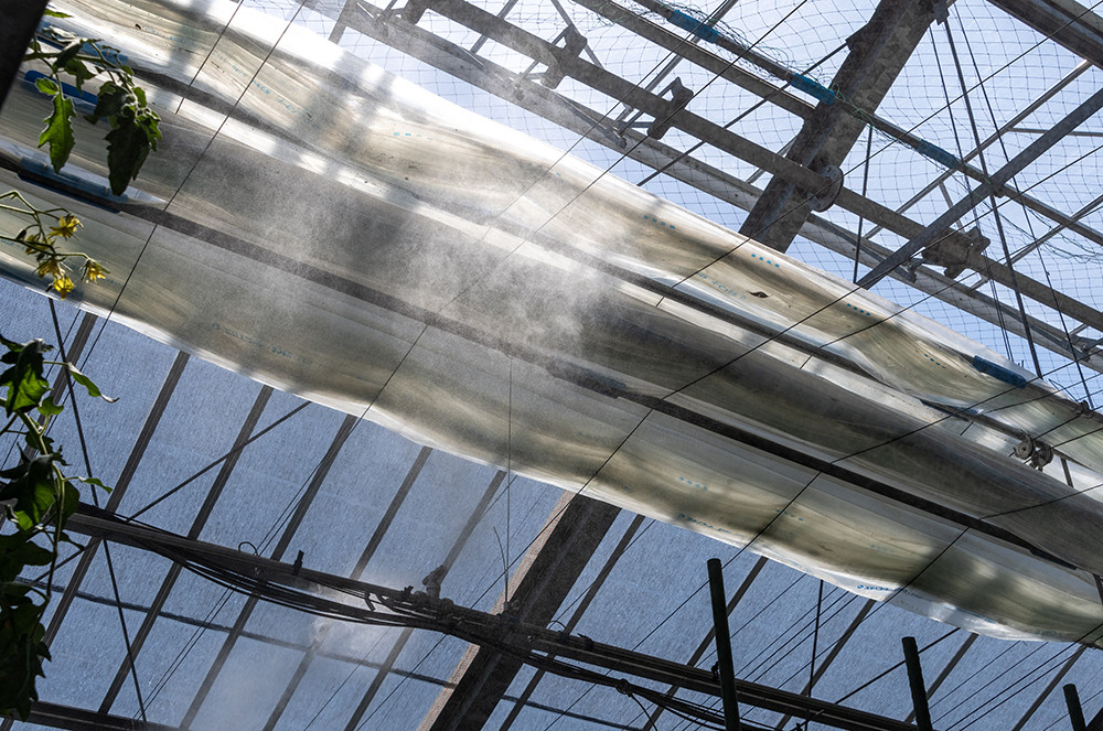 【先行予約／2026年3月中旬から発送】四万十育ち「狼桃」 糖度9度以上　松タイプ 中箱（9～15個入） Fdf-10 フルーツトマト トマト とまと 野菜 数量限定 期間限定 数量限定