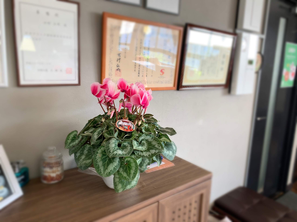 加須産シクラメン 5号鉢 受け皿セット 【おまかせ】