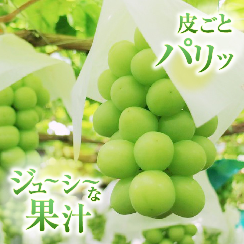 低温貯蔵シャインマスカット1kg以上 2~3房【2025年内発送】(RO)C-139 【シャインマスカット 葡萄 ぶどう ブドウ 令和7年発送 期間限定 山梨県産 甲州市 フルーツ 果物】