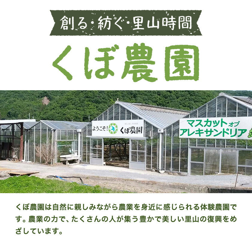 【2026年先行予約】ぶどう セレクション 約 2kg ( 3～4房 ) くぼ農園 《2026年9月上旬-10月上旬頃出荷》マスカット 送料無料 岡山県 浅口市 マスカット フルーツ 果物 贈り物　シャインマスカット ニューピオーネ 瀬戸ジャイアンツ