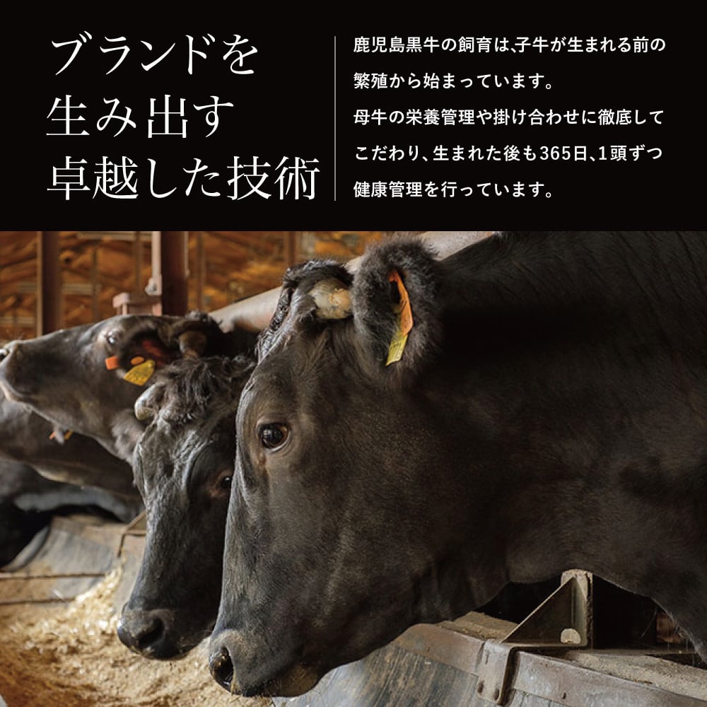 【JA食肉かごしま】鹿児島黒牛 お試し定期便(全3回) 和牛日本一の「鹿児島黒牛」お肉 ステーキ すき焼き しゃぶしゃぶ 黒毛和牛 牛肉 冷凍 定期便 南さつま市
