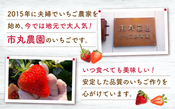 【発送月選択可能】【先行予約・全2回定期便】佐々町産 いちご 「ゆめのか」約1.0kg （250g×4パック）/回 （総量計2.0kg）【市丸農園 いちご研究室】 [QBF002] / 長崎県 佐々町