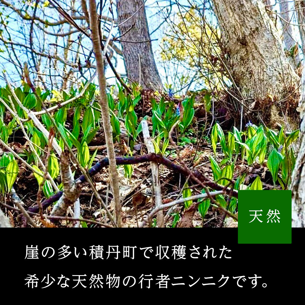 天然物!! 積丹産 行者ニンニク 醤油漬け 150g×2 アイヌネギ 山菜 積丹 北海道 天然 カムイ ギョウジャ 瓶