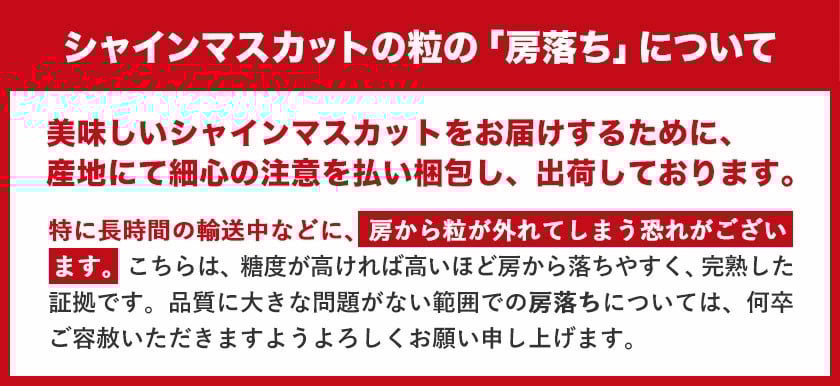 すぐ届く!!【スピード速攻出荷! 3~7営業日発送】 ランキング入賞! 厳選 シャインマスカット 約1.3kg (2-3房)《3~7営業日以内に発送》ぶどう 種なし ぶどう 岡山 ぶどう 先行予約 ぶどう シャインマスカット 大粒 シャインマスカット 晴王 シャインマスカット 岡山 シャインマスカット ぶどう ランキング 受賞