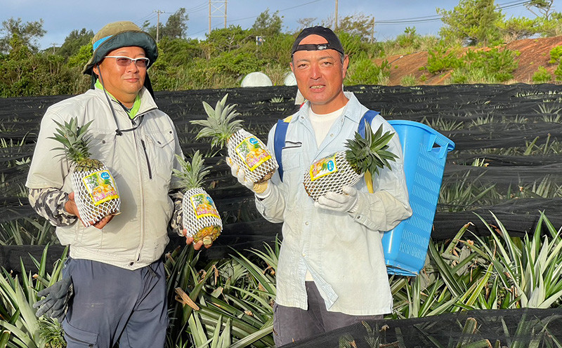 【規格外・家庭用】TARUGO ゴールドバレルパイン約2kg(1玉)2026年発送 家庭用 パイン パインアップル パイナップル タルゴ タルゴゴールド ゴールドバレル 葉ナシ ご自宅用 訳あり 国産パイン 規格外 生産者応援 農家応援 高級フルーツ 大玉 国産 やんばる 沖縄 東村