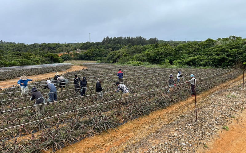 【規格外・家庭用】TARUGO ゴールドバレルパイン約2kg(1玉)2026年発送 家庭用 パイン パインアップル パイナップル タルゴ タルゴゴールド ゴールドバレル 葉ナシ ご自宅用 訳あり 国産パイン 規格外 生産者応援 農家応援 高級フルーツ 大玉 国産 やんばる 沖縄 東村