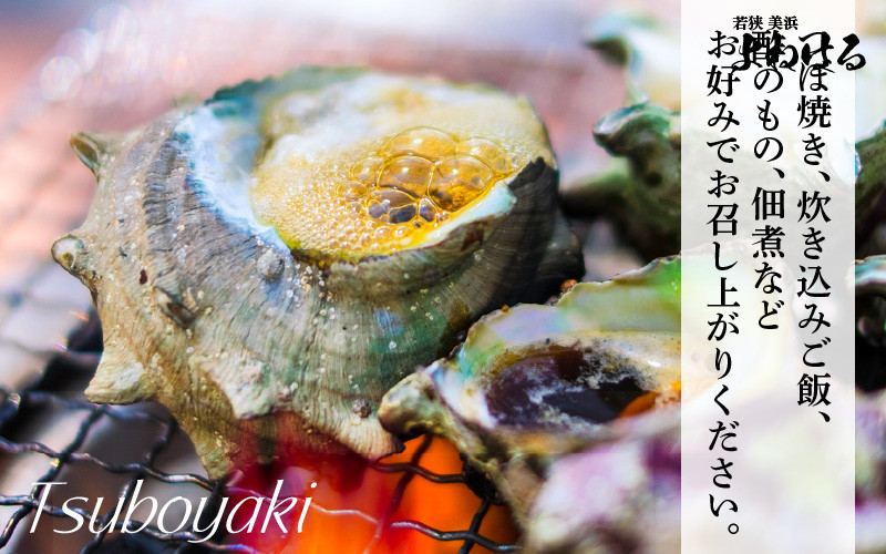 【先行予約】日本海若狭湾の素潜り 天然 活黒アワビ 中サイズ 1個 ＆ 活サザエ 1.1kg 【2025年11月中旬より順次発送予定】【入手困難 クロアワビ 黒あわび 鮑 あわび さざえ 刺身 つぼ焼き バター焼き】 [m17-b006_99]