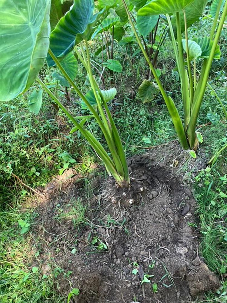 【期間限定】自然栽培のさといも 4kg 京都 亀岡産 かたもとオーガニックファームよりお届け《里芋 野菜 産地直送 国産 採れたて 新鮮 サトイモ》 ※2025年11月下旬～2026年4月頃に順次発送 ※離島への配送不可
