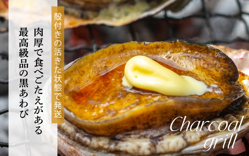 【先行予約】日本海若狭湾の素潜り 天然 活黒アワビ 中サイズ 1個 ＆ 活サザエ 1.1kg 【2025年11月中旬より順次発送予定】【入手困難 クロアワビ 黒あわび 鮑 あわび さざえ 刺身 つぼ焼き バター焼き】 [m17-b006_99]