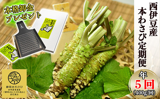 【選べる内容量！わさびの定期便】世界農業遺産認定の本わさび（400g）を年5回お届け！ わさび丼 採れたて 新鮮 冷蔵 西伊豆 伊豆 ギフト