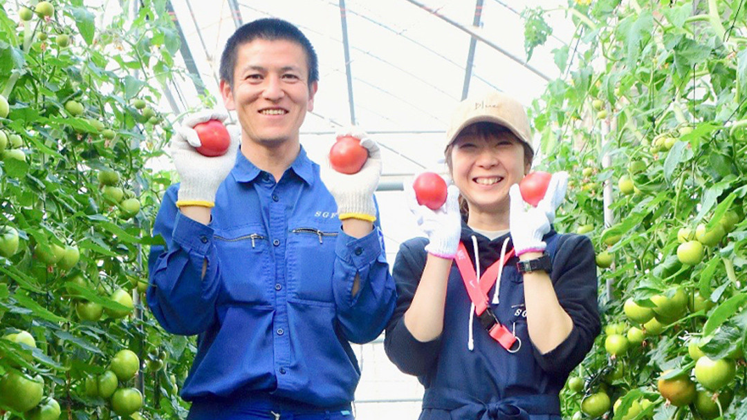 スーパーフルーツトマト 大箱 約2.6kg × 2箱 【大玉 20～35玉/1箱】 2026年産 糖度9度 以上 トマト とまと フルーツトマト フルーツ 野菜 やさい 高糖度 [AF034ci]