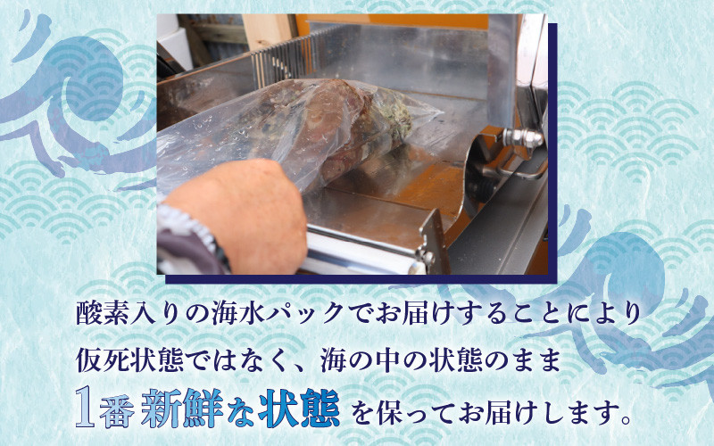 日本海若狭湾【活きたまま天然アワビ約600g】海水パックにてお届け！刺身 お造り お刺身 バター焼き ステーキ BBQ あわび アワビ 鮑 クロアワビ 黒あわび 海鮮 国産 高級海鮮 高級食材  お歳暮 粥 肝 酒蒸し [m36-d001]