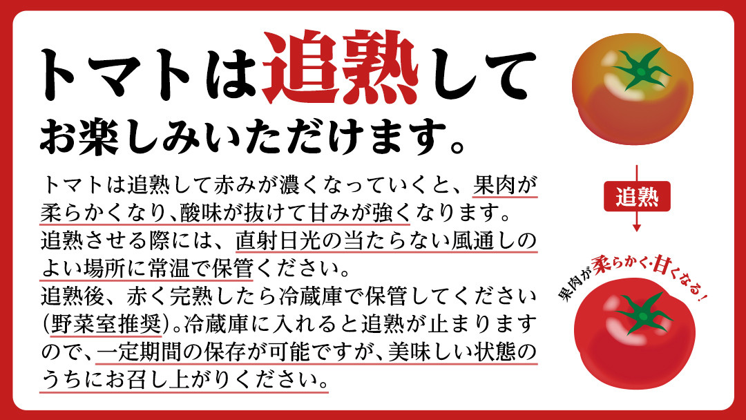 スーパーフルーツトマト 中箱 約1.2kg × 2箱 【大玉 12～15玉/1箱】 2026年産
 糖度9度 以上 トマト とまと フルーツトマト フルーツ 野菜 やさい 高糖度 [AF036ci]