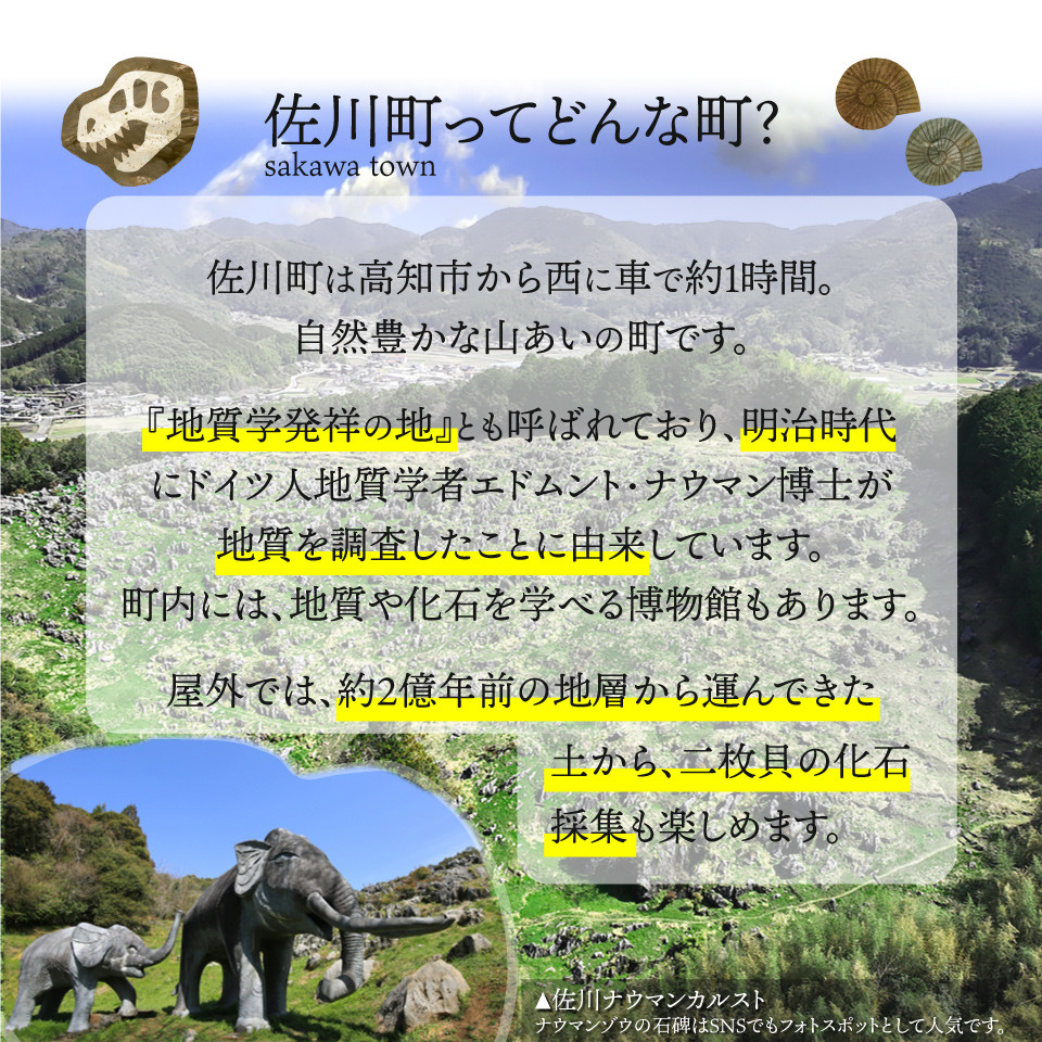 地質学発祥の佐川町から直送！ごちそうバウム【ソフト・ハード】各1個 バームクーヘン バウムクーヘン スイーツ グルテンフリー 佐川町産米粉使用 【着色料・香料 ・乳化剤・保存料・不使用】